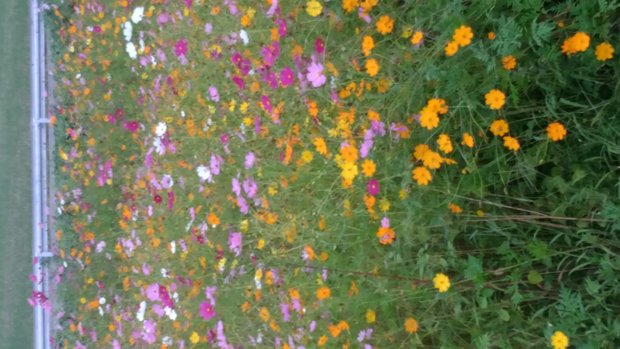 日光聖苑セレモニーいやしブログです。まさしく秋の花