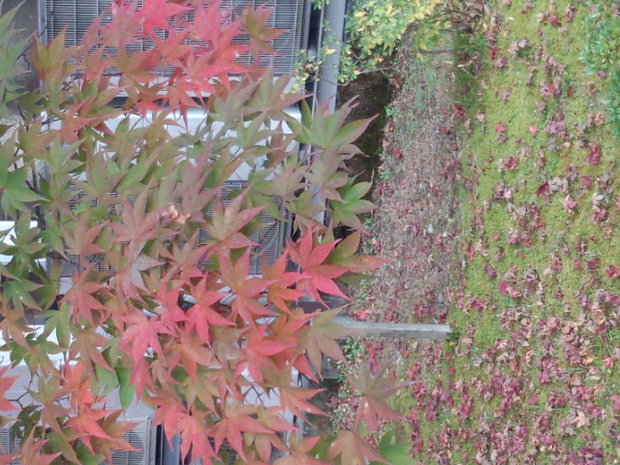日光聖苑セレモニーいやしブログです。ドンドンと紅葉が始まってます
