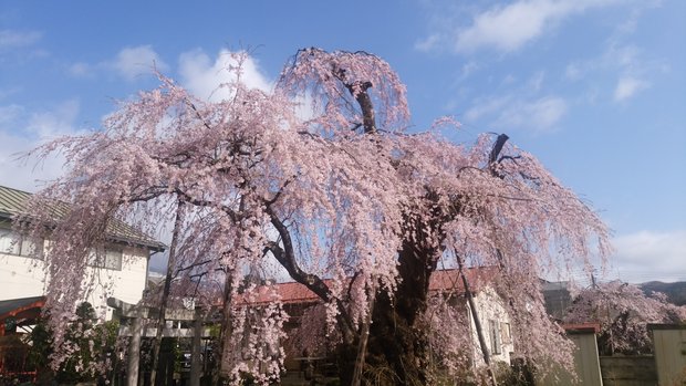 春　日光桜回廊が始まります
