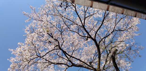 日本晴れに桜
